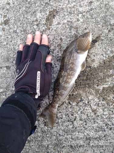 アイナメの釣果