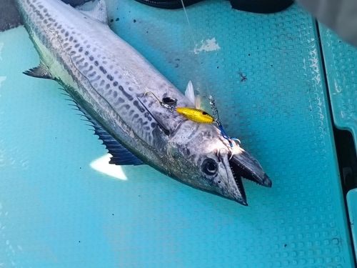 サワラの釣果