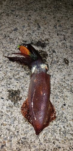イカの釣果