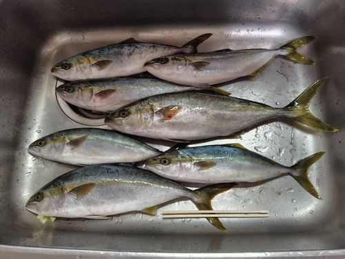 ヒラマサの釣果