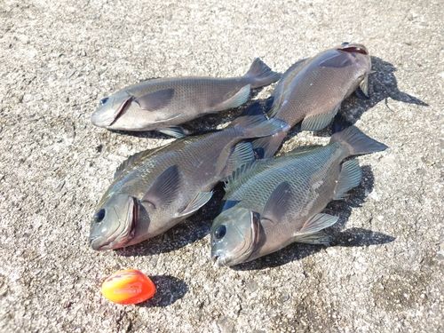 クチブトグレの釣果