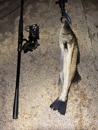 スズキの釣果