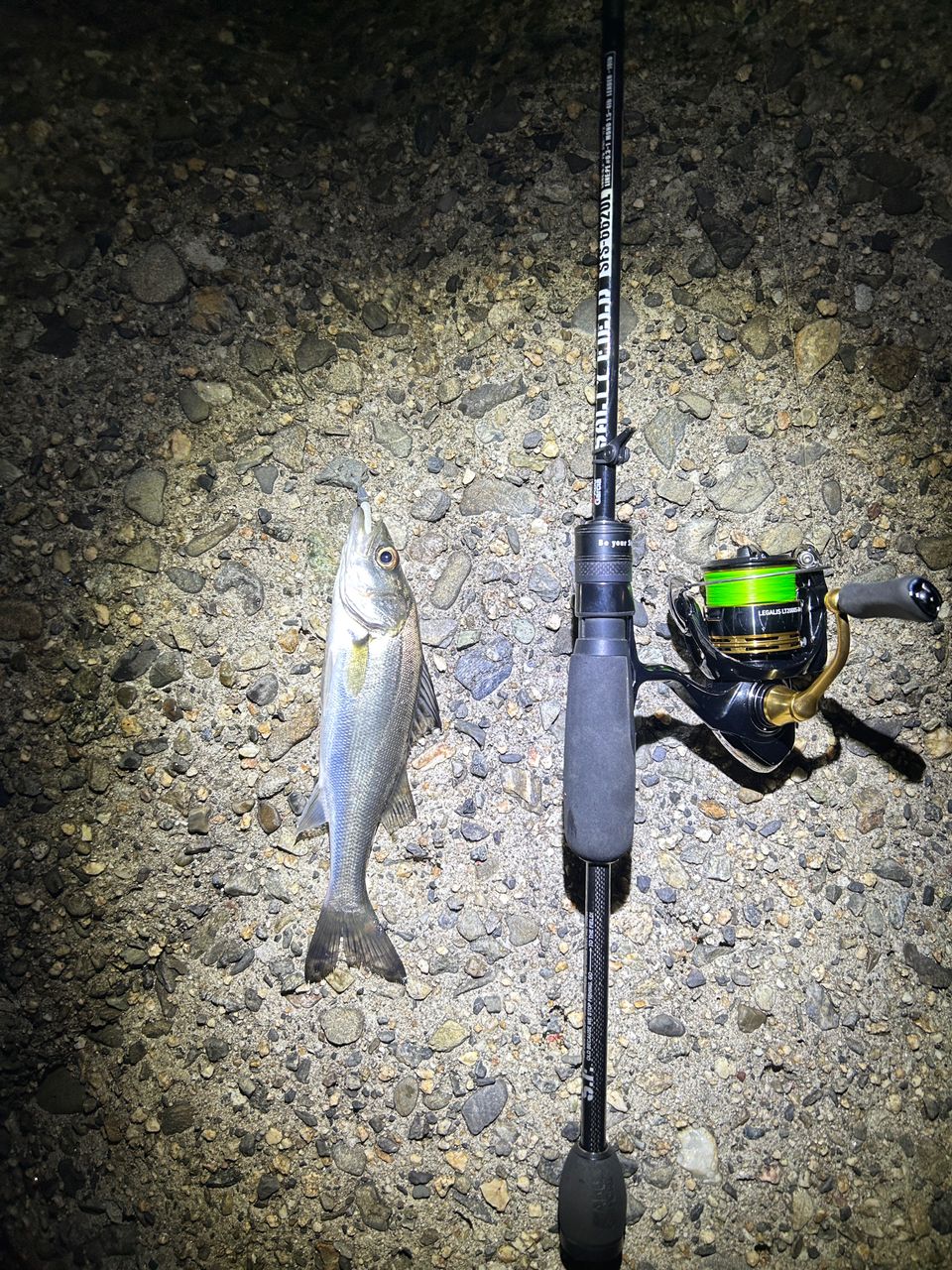 セイゴ（マルスズキ）