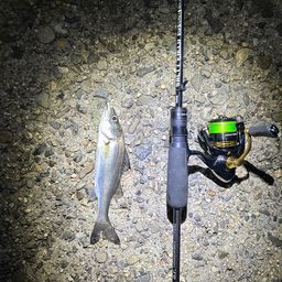 セイゴ（マルスズキ）