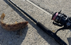 アイナメの釣果