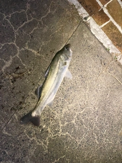 フッコ（マルスズキ）の釣果