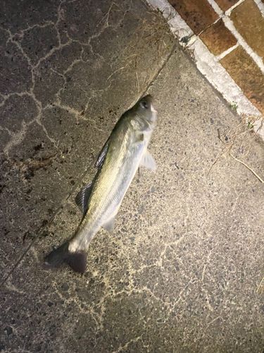 フッコ（マルスズキ）の釣果