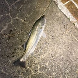 フッコ（マルスズキ）