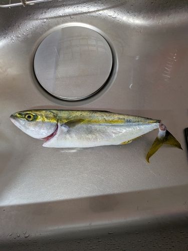 ツバスの釣果