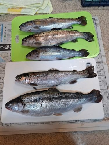 フィッシングフィールド中津川