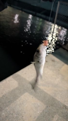 セイゴ（マルスズキ）の釣果