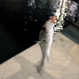 セイゴ（マルスズキ）