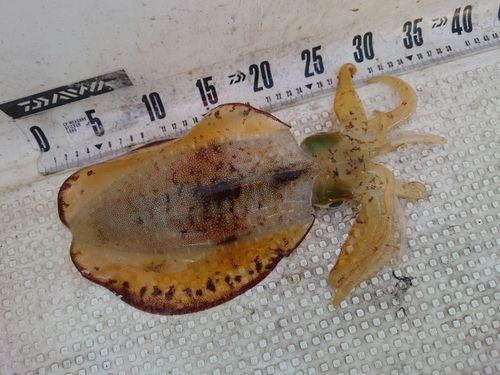 アオリイカの釣果