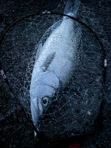 ヒラスズキの釣果