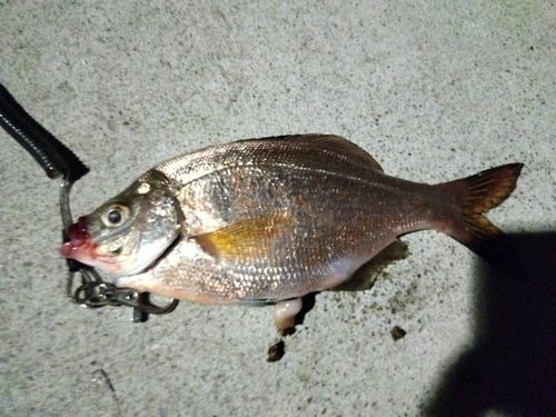 ウミタナゴの釣果