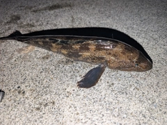 アイナメの釣果