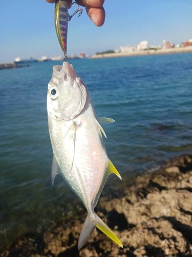 オニヒラアジの釣果