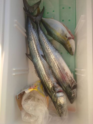 サワラの釣果