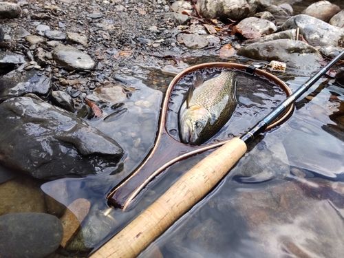 ニジマスの釣果