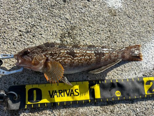 アイナメの釣果