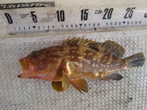 キジハタの釣果