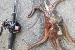 タコの釣果