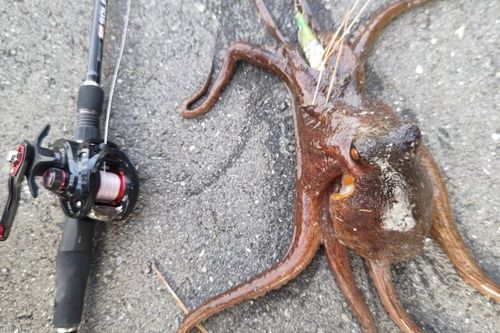 タコの釣果