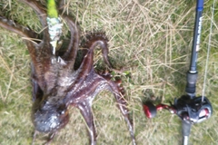 タコの釣果
