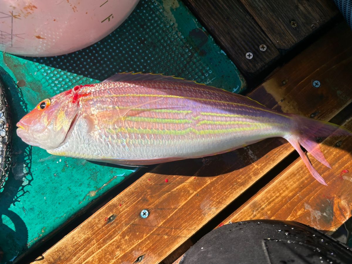 名古屋のKAZUさんの釣果 1枚目の画像