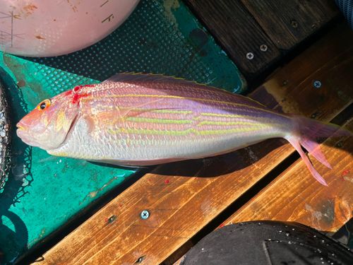 イトヨリダイの釣果