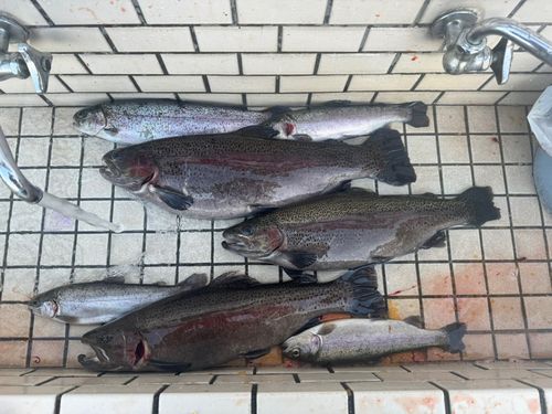 ニジマスの釣果