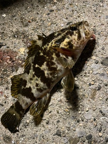 タケノコメバルの釣果