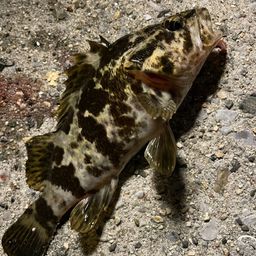 タケノコメバル