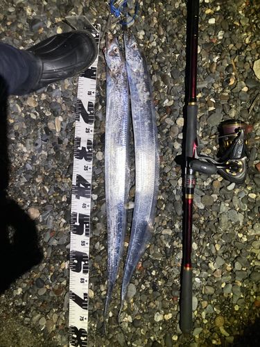 タチウオの釣果