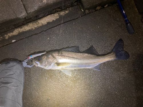 セイゴ（マルスズキ）の釣果