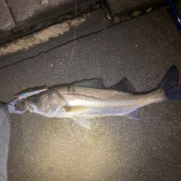 セイゴ（マルスズキ）