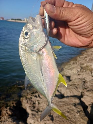 オニヒラアジの釣果