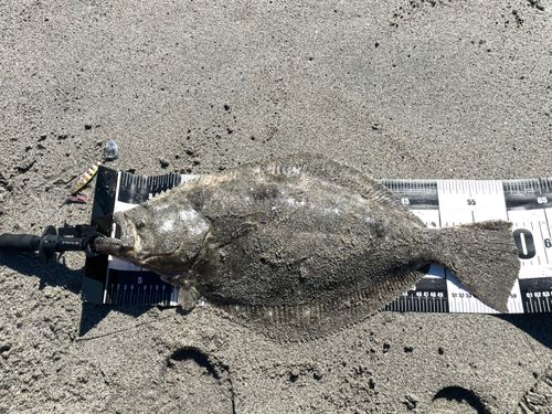 ヒラメの釣果