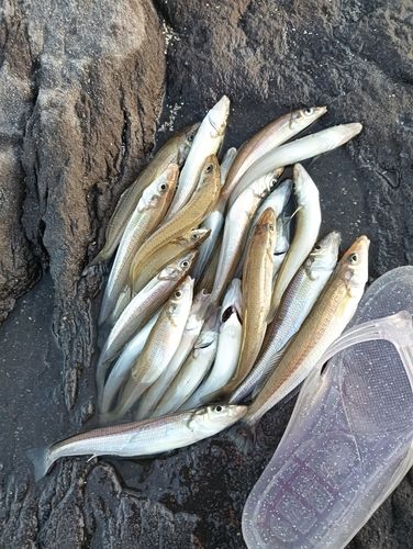 シロギスの釣果