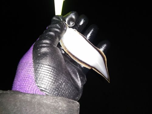 シタビラメの釣果