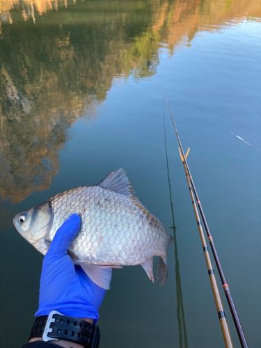 ヘラブナの釣果