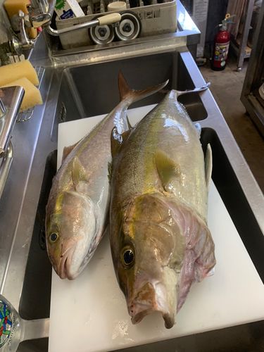 カンパチの釣果