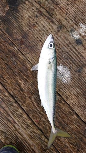 サバの釣果