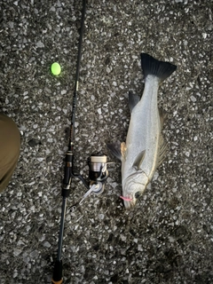 セイゴ（ヒラスズキ）の釣果