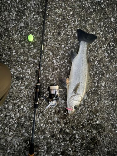 セイゴ（ヒラスズキ）の釣果