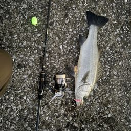 セイゴ（ヒラスズキ）