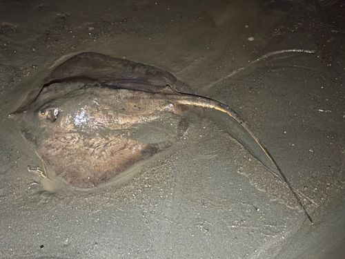 アカエイの釣果