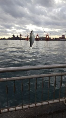 コノシロの釣果