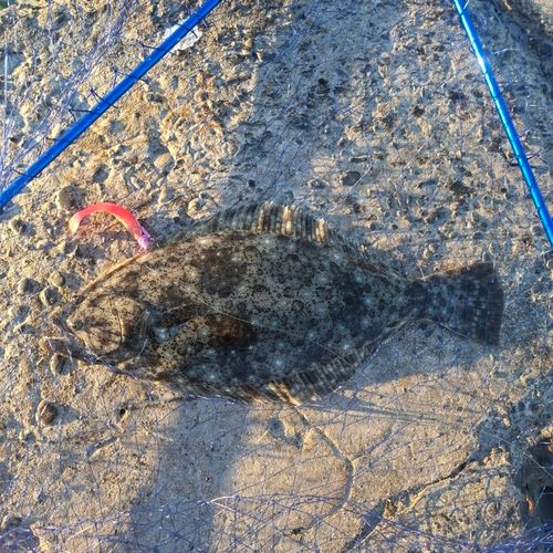 ヒラメの釣果