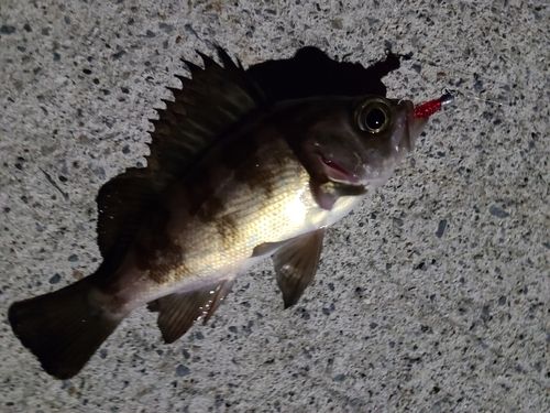 メバルの釣果